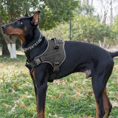 Harnais militaire chien noir Doberman dans un parc