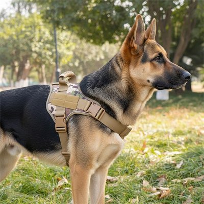 Harnais militaire chien tan camouflage Berger allemand dans un parc