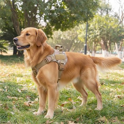 Harnais militaire chien tan camouflage Golden retriever dans un parc