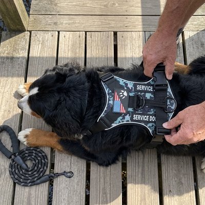 Harnais chien d'assistance couche sur un patio