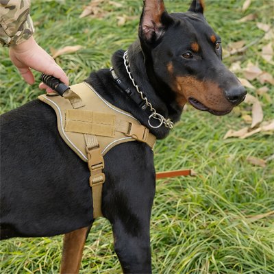 Harnais militaire chien Doberman maintenu par son maitre